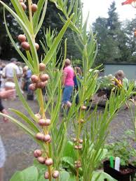 Attēlu rezultāti vaicājumam “Polygonatum verticillatum leaf”