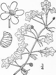 Attēlu rezultāti vaicājumam “Batrachium circinatum flower”