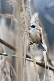 Image result for Remiz pendulinus