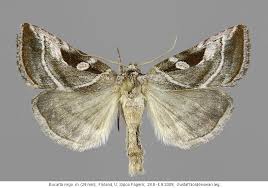 Attēlu rezultāti vaicājumam “Eucarta virgo”