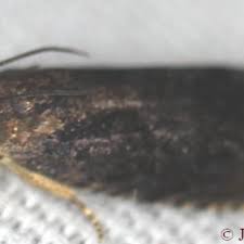 Attēlu rezultāti vaicājumam “Diachea muscorum stalked”