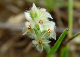 Attēlu rezultāti vaicājumam “Plantago uniflora”