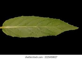 Attēlu rezultāti vaicājumam “Epilobium palustre leaf”