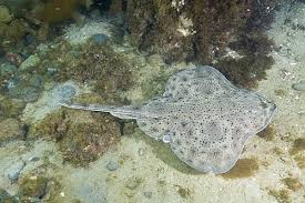 Image result for Leucoraja ocellata