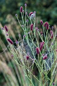 Attēlu rezultāti vaicājumam “Sanguisorba officinalis flower”