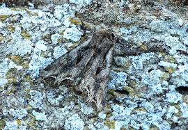 Attēlu rezultāti vaicājumam “Lacanobia suasa”