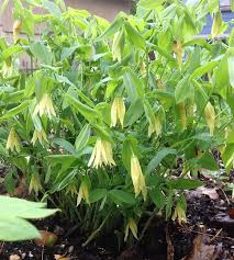Attēlu rezultāti vaicājumam “Uvularia grandiflora”