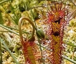 Attēlu rezultāti vaicājumam “Drosera anglica fruit”