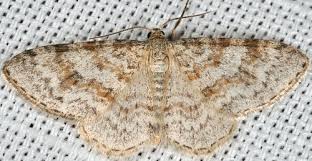 Attēlu rezultāti vaicājumam “Hydrelia sylvata”