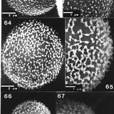 Attēlu rezultāti vaicājumam “Didymium serpula macro”