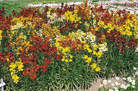 Image result for Cheiranthus cheiri