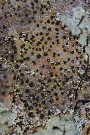 Attēlu rezultāti vaicājumam “Arthonia vinosa”