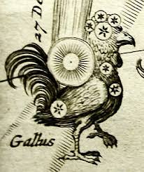 Attēlu rezultāti vaicājumam “Gallus”