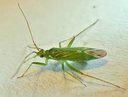 Attēlu rezultāti vaicājumam “Blepharidopterus angulatus”