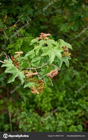 Attēlu rezultāti vaicājumam “Acer campestre fruit”