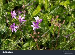 Attēlu rezultāti vaicājumam “Erodium cicutarium”