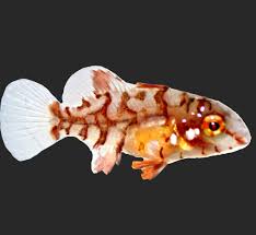 Image result for Lachnolaimus maximus