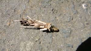 Attēlu rezultāti vaicājumam “Canephora hirsuta”