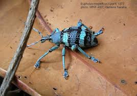 Attēlu rezultāti vaicājumam “Curculionidae”