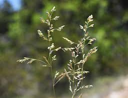 Attēlu rezultāti vaicājumam “Poa angustifolia”