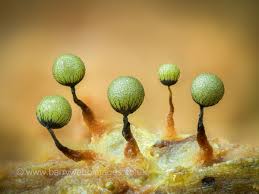 Attēlu rezultāti vaicājumam “Cribraria splendens spores”