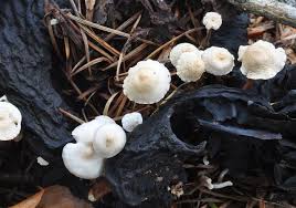 Attēlu rezultāti vaicājumam “Collybia tuberosa”