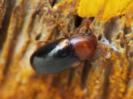 Attēlu rezultāti vaicājumam “Dacne bipustulata”