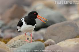 Attēlu rezultāti vaicājumam “Haematopus ostralegus”