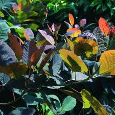 Attēlu rezultāti vaicājumam “Cotinus coggygria leaf”