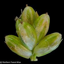 Attēlu rezultāti vaicājumam “Carex pallescens”