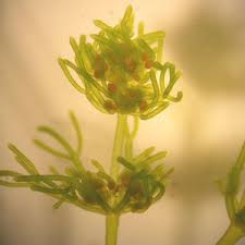 Attēlu rezultāti vaicājumam “Nitella flexilis”