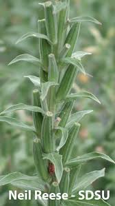 Attēlu rezultāti vaicājumam “Oenothera biennis leaf”