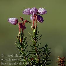 Attēlu rezultāti vaicājumam “Erica tetralix leaf”