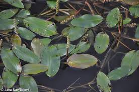 Attēlu rezultāti vaicājumam “Potamogeton natans leaf”