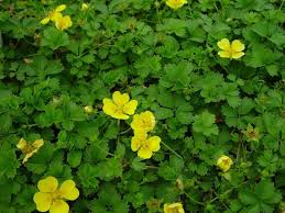 Attēlu rezultāti vaicājumam “Potentilla”