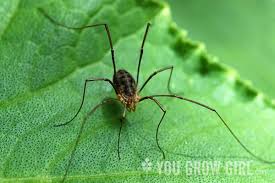 Attēlu rezultāti vaicājumam “Phalangium opilio”