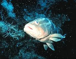 Image result for Epinephelus striatus