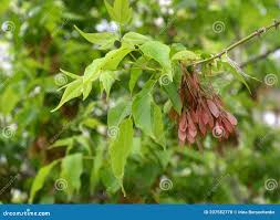 Attēlu rezultāti vaicājumam “Acer negundo fruit”