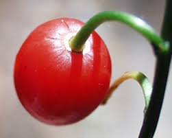 Attēlu rezultāti vaicājumam “Rosa majalis fruit”