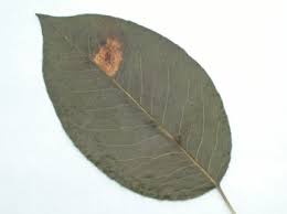 Attēlu rezultāti vaicājumam “Gymnosporangium sabinae”