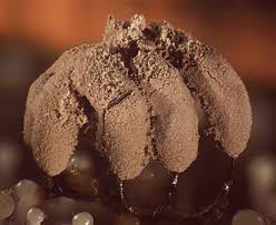 Attēlu rezultāti vaicājumam “Stemonitopsis hyperopta var. landewaldii macro”