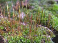 Attēlu rezultāti vaicājumam “Tortula muralis sporophyte”