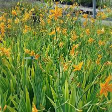 Image result for Pardancanda norrisii