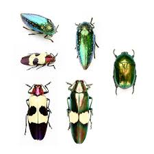 Attēlu rezultāti vaicājumam “Liocola lugubris”