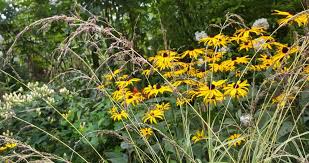 Attēlu rezultāti vaicājumam “Molinia caerulea flower”