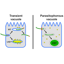 Attēlu rezultāti vaicājumam “Enteridium olivaceum plasmodium”