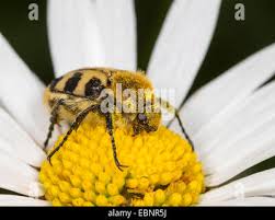 Attēlu rezultāti vaicājumam “Trichius fasciatus imago”