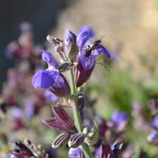 Attēlu rezultāti vaicājumam “Salvia officinalis”