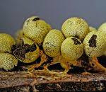 Attēlu rezultāti vaicājumam “Physarum penetrale”