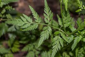 Attēlu rezultāti vaicājumam “Torilis japonica leaf”